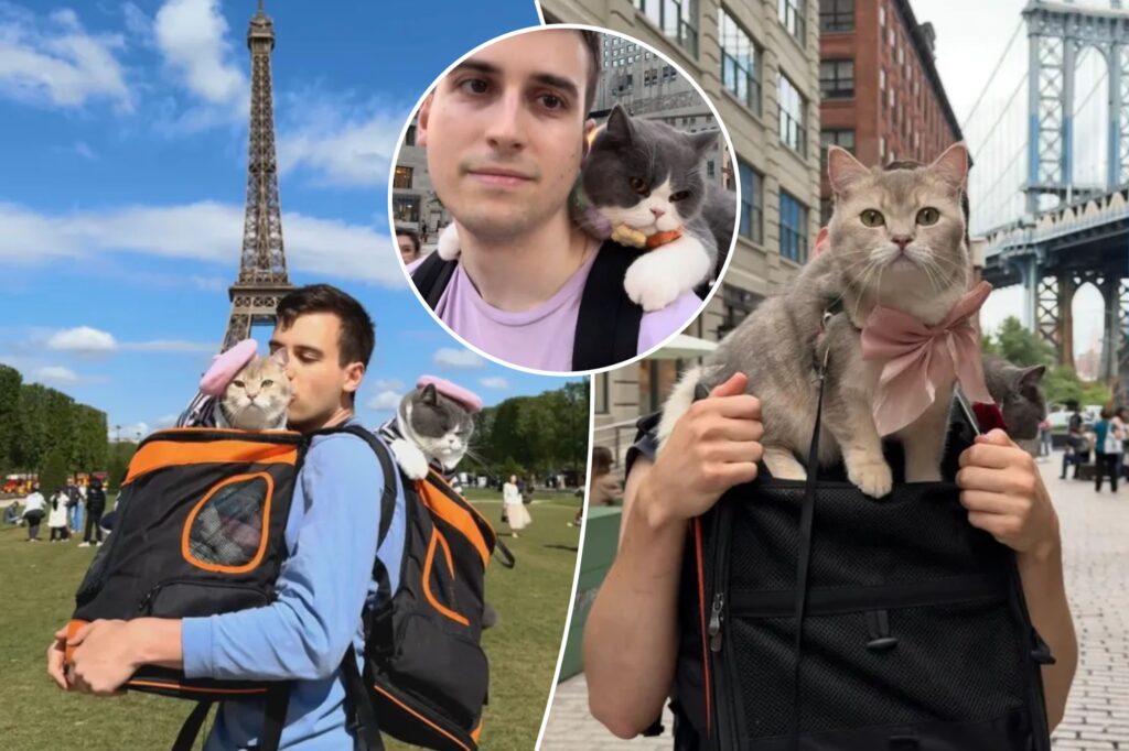 Illinois pet owner spent $ 23,000 for their cats to travel worldwide 10 times in 2 years